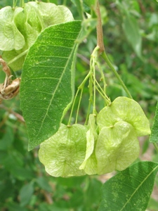 Ptelea trifoliata